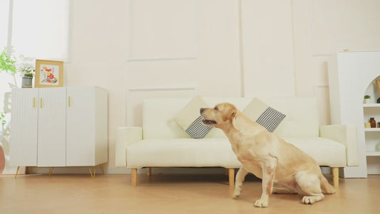 Automatic Ball Launcher